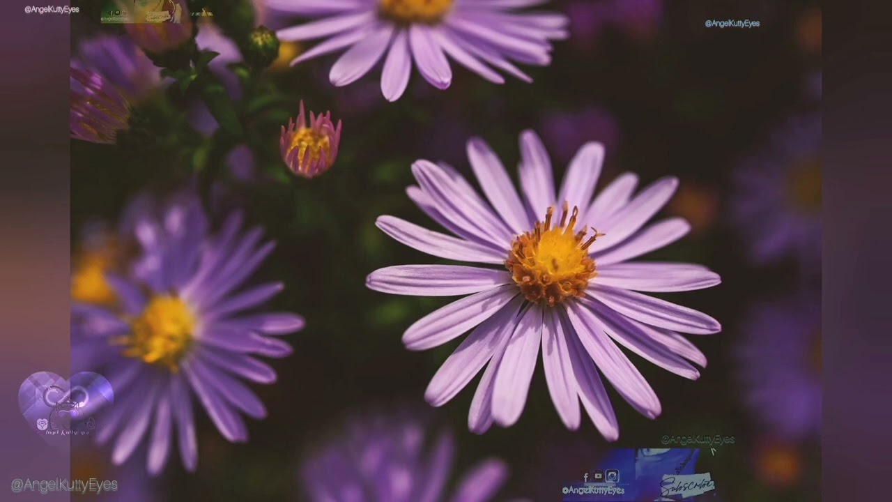 DISCOVER Calming Purple Autumn Flower Piano Meditation! 💜🌸🎹🧘‍♀️
