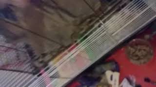 Giving My Rats Blackberries
