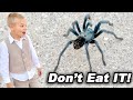 He Ate The SPIDER!!!