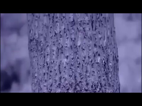 ივანიშვილი: მე ფუფუნებით არ ვცხოვრობ. მე მაქვს ეს გატაცება ხეებით