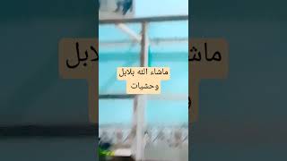 بلابل ابوفاطمه