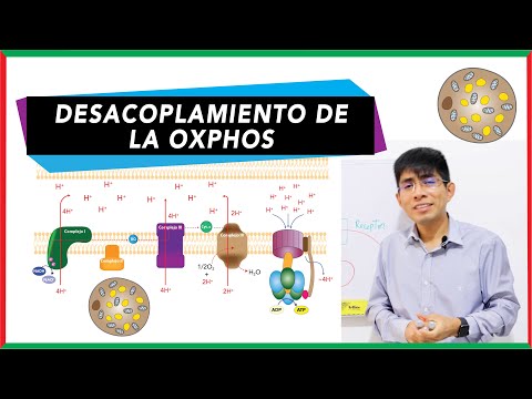 Video: ¿Por qué la termogenina es una proteína importante?