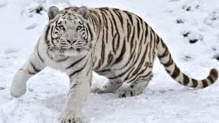 Celebrity Chinese Astrology Metal Tiger Wealth