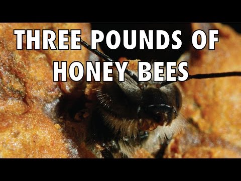 Three Pounds of Honey Bees