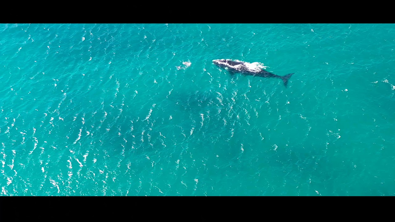 Whales and Dolphins Observation Point Esperance