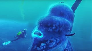 Famous TOP 15 SCARY Ocean Creatures Net Worth