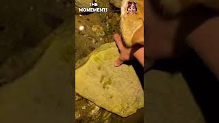 Amusing Moments Collection