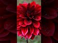 flowers 🌷🌷🌷🌷