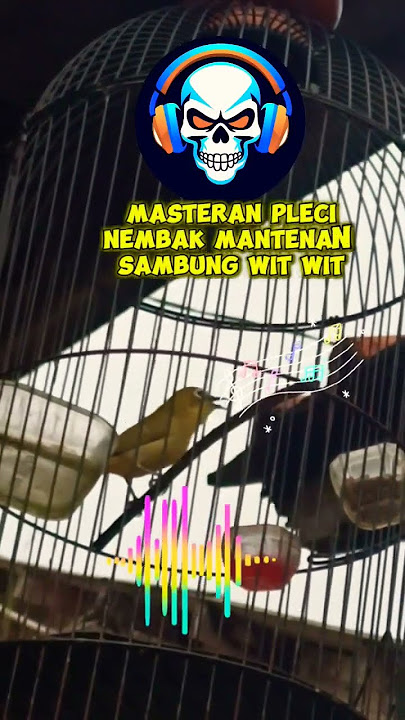masteran pleci nembak mantenan sambung wit wit #totalbukpar #plecimania