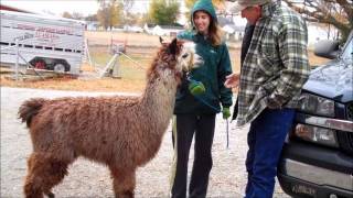 Purdue Extension - Floyd Co. 4-H - Alpacas Have Arrived!