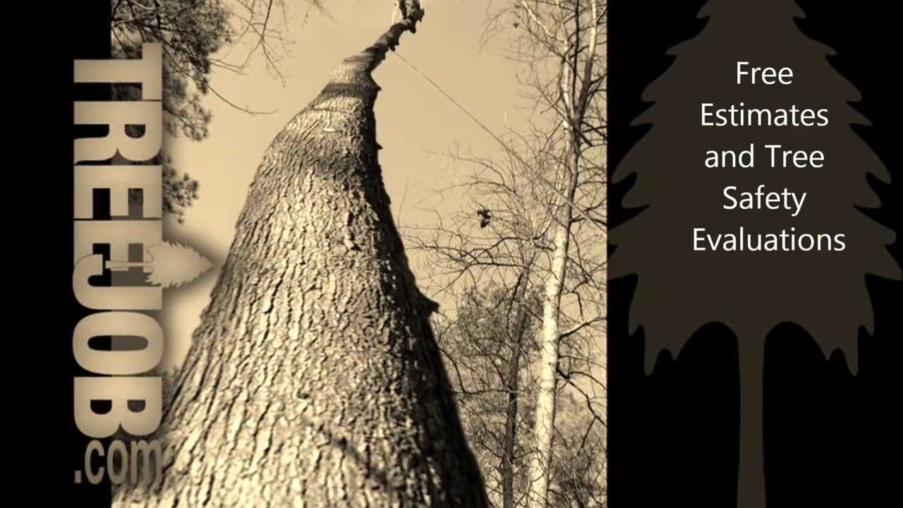 Johns Creek Tree Service Tree Removal Johns Creek Tree Service in