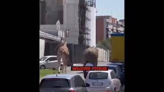 Слон и жираф сбежали со съемок кино в Риме