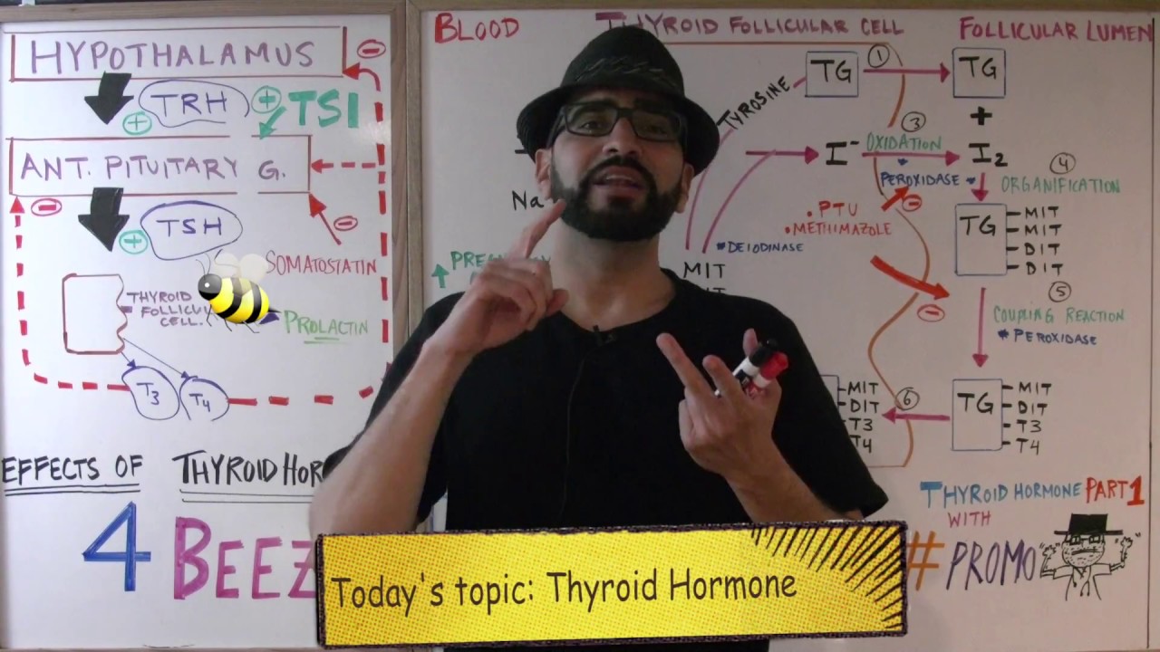 Thyroid Hormone Part 1 - Endocrine #6 // Med School Mondays with #PROMO