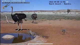 NamibiaCam: Ostrich chicks with guardian parents