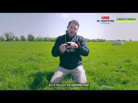 Advice around ideal grazing covers to turn cows into