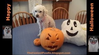 Happy Halloween From The Fastest Poodle -- A Pumpkin Eating Dog
