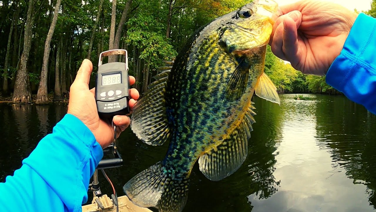 FALL CRAPPIE FISHING Catching my wife's favorite crappie 20 beautiful black crappie YouTube
