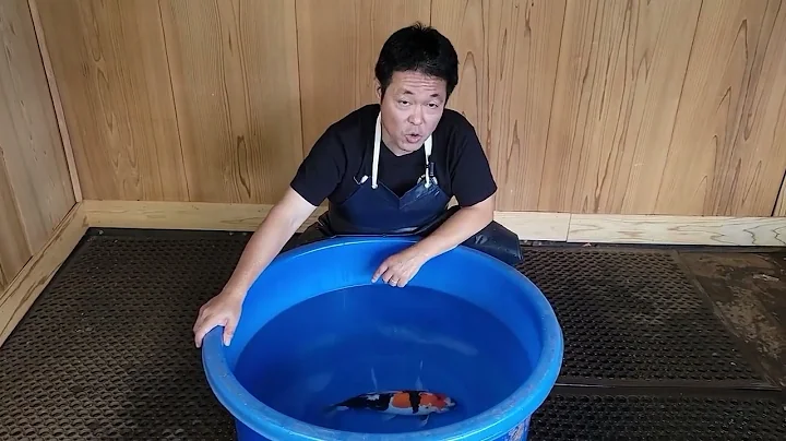 Kodama Showcase Vol. 119 Doitsu Showa