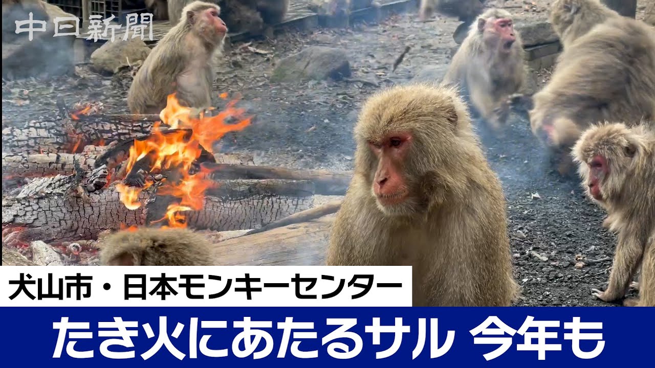 たき火にあたるサル」今年も 犬山市・日本モンキーセンター、冬至の22