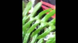 Caida de Dh en Galicia.