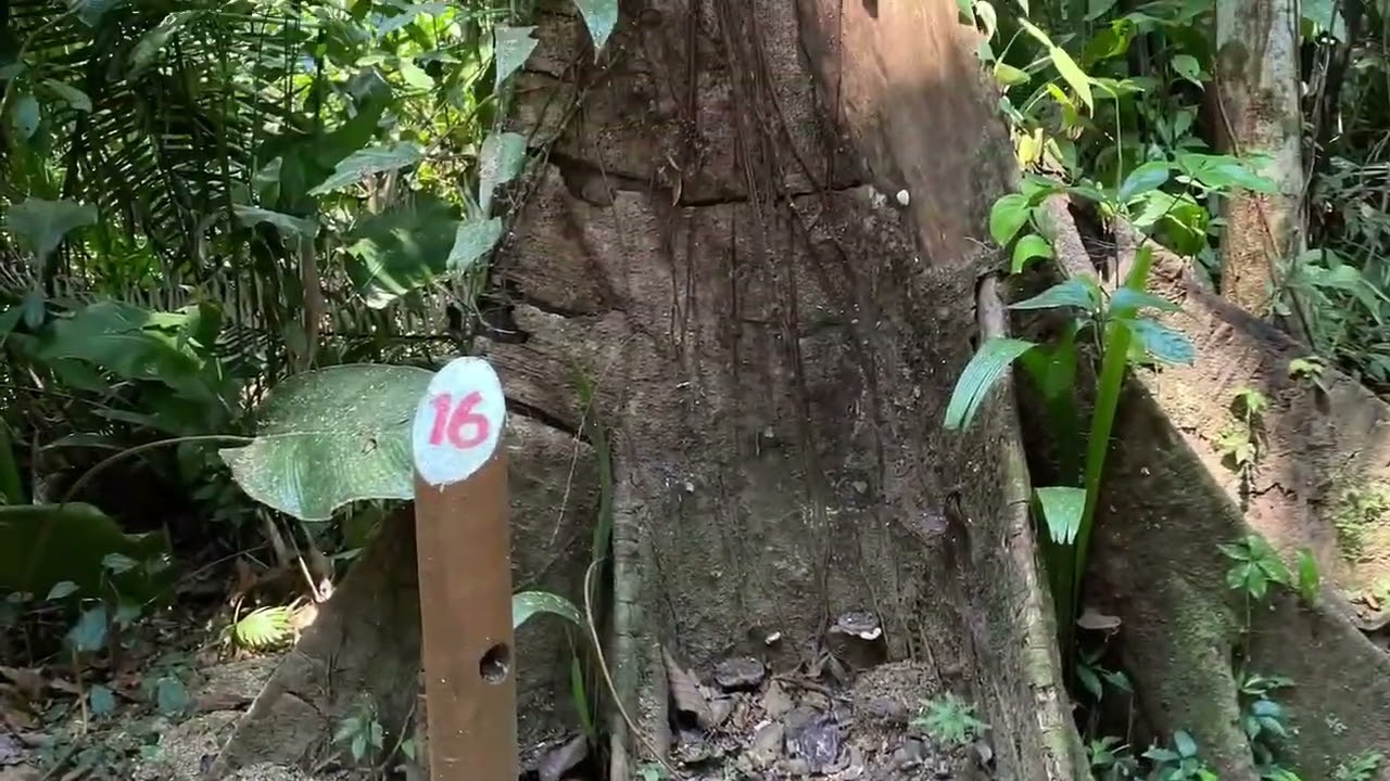 Cockscomb Basin Wildlife Sanctuary Belize