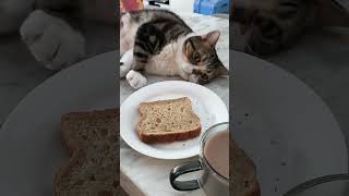 Breakfast with Collin #everyone #youtubershorts #mychannel