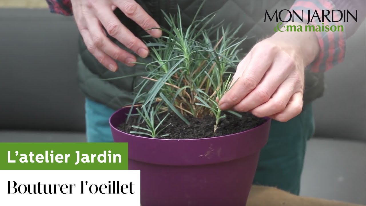comment planter oeillet