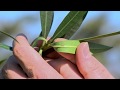 Oleander pflegen  schildluse spinnmilben rutau bekmpfen