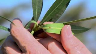 Oleander pflegen | Schildläuse, Spinnmilben, Rußtau bekämpfen