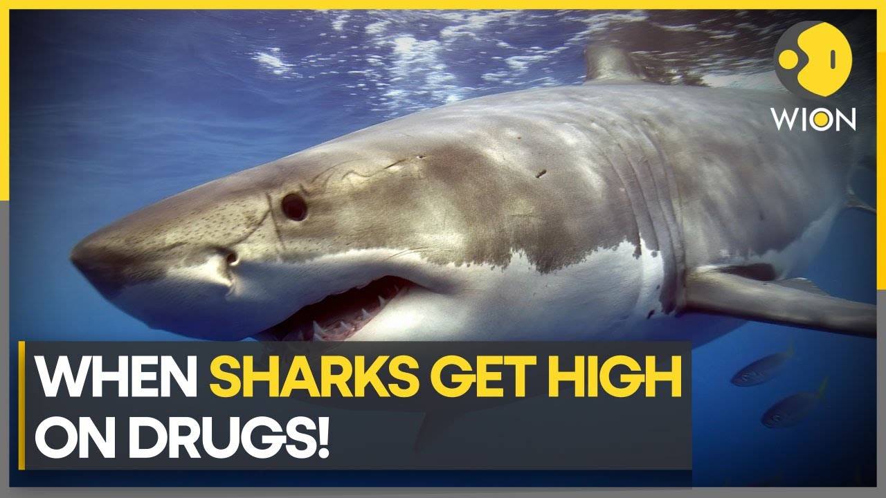 Sharks react to cocaine in a similar fashion like humans :Study | Latest World News | WION