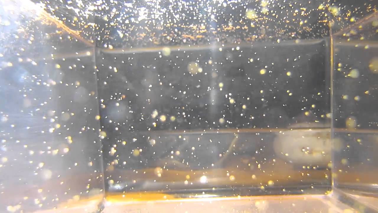 StreamBiz Pure Nature Artemia Nauplien – Naturnahes Futter für Jungfis