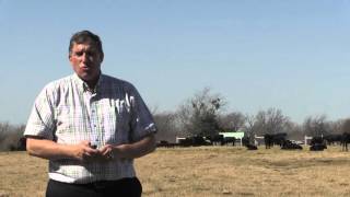 Hale Part 4- Determining Carcass Yield Grade Wealth