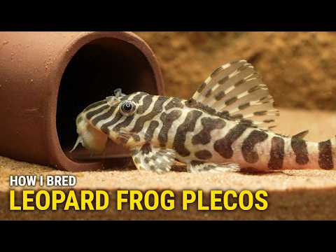 How I Bred Leopard Frog Plecos at Home (L134 - Peckoltia Compta)