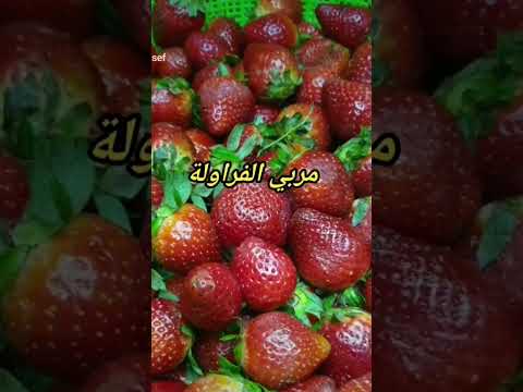  مربى الفراولة اموت انا واتخن انا اكل واتهني واعيش انا   