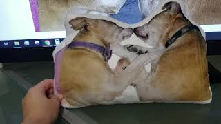 Check out the Custom Pet Portrait Pillow by Create Pet Stuff