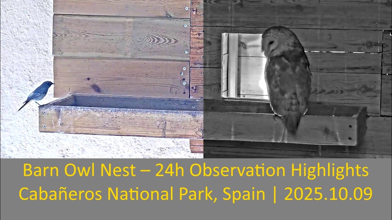🦉 Barn Owl Nest – 24h Observation Highlights | Cabañeros National Park, Spain | 2025.10.09