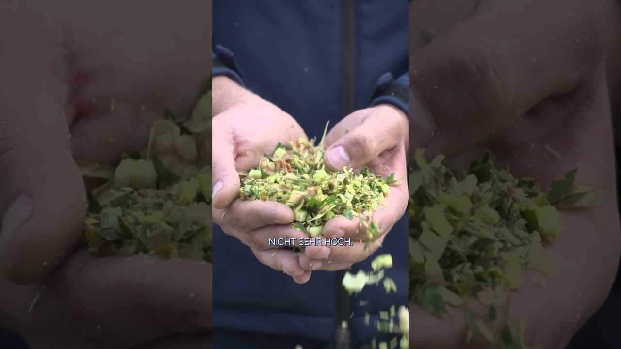 Was zeichnet eine gute Maissilage aus? - Maisernte🌽