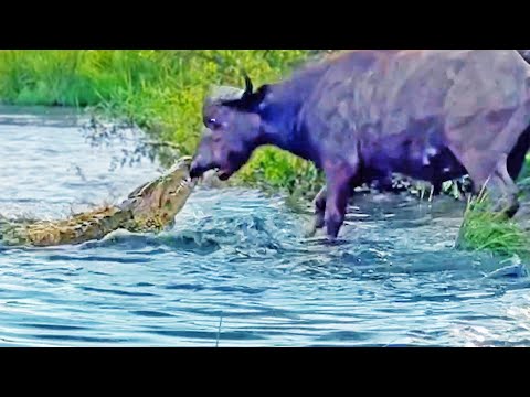 Buffalo Drags Huge Croc Out of the Water by Its Nose