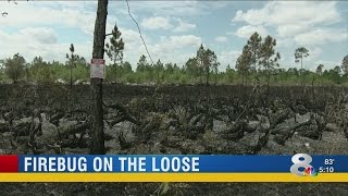 Firebug On The Loose
