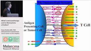 What is Immunotherapy and its Mechanisms of Action Part 2