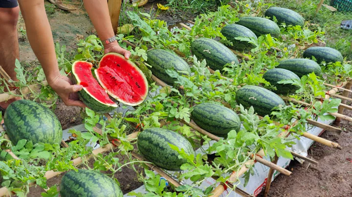 Grow watermelon in this way, the fruit will be big and sweet, grow watermelon in a bag of soil - DayDayNews