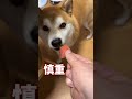柴犬さん、夏を味わう その１【京の柴犬】てんちゃんネル