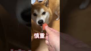 柴犬さん、夏を味わう その1【京の柴犬】てんちゃんネル