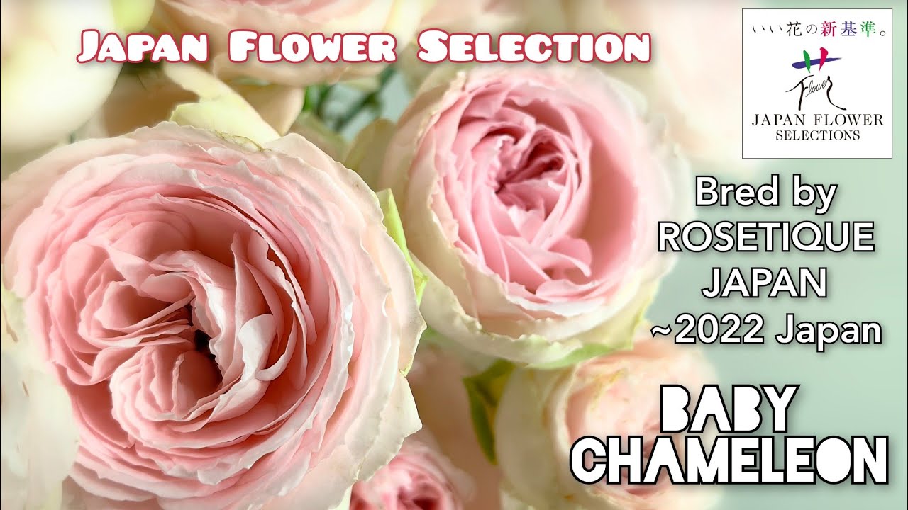 BABY CHAMELEON ROSE plant by ROSETIQUE JAPAN ~2024 FLOWER