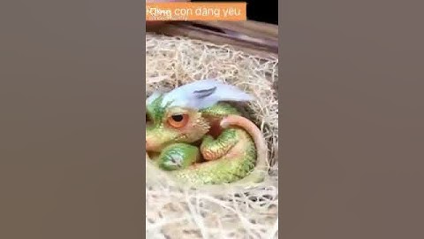 Những con rồng ngoài đời thực bị camera ghi lại