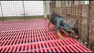 Miniature Pinscher Puppy sale in Kochi, With KCI registered Paper 📞94964 41612