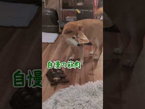カメのおっちゃんプチ散歩 #柴犬スティーブ #コーギー #保護リクガメ