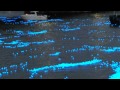 東京ホタル 10万個のLED