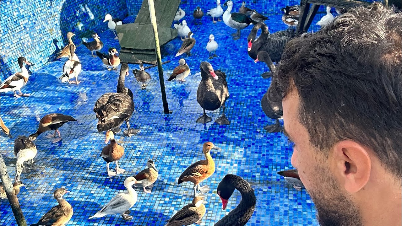 YENİ HAYVANLAR GELDİ- İDDİA EDİYORUM DAHA GUZELİNİ GORMEDİNİZ- YARİSMALAR BASLİYOR!!!