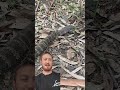 Tiger snake display